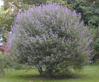 Vitex Agnus castus (poivre des moines)